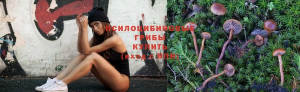 крисы Корсаков